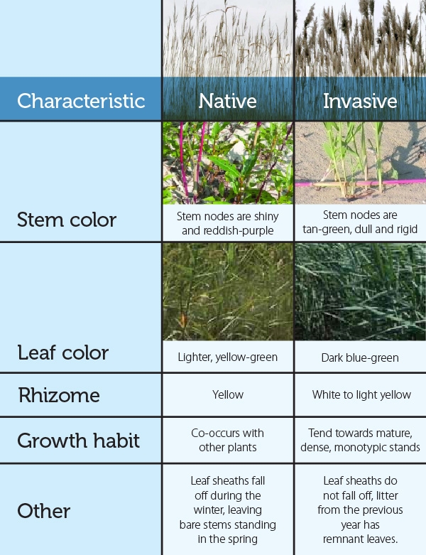 Native Vs Non native Great Lakes Phragmites Collaborative